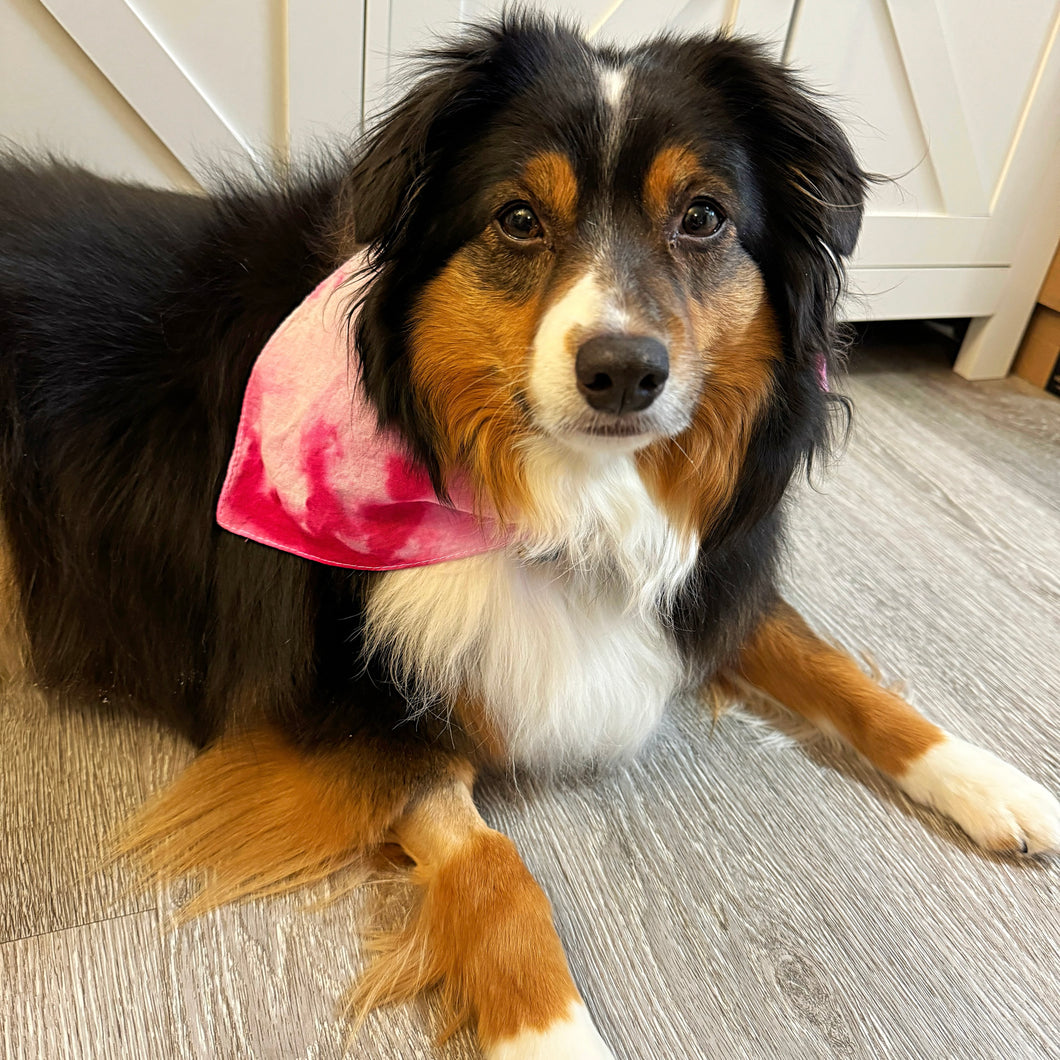 Pet Bandana